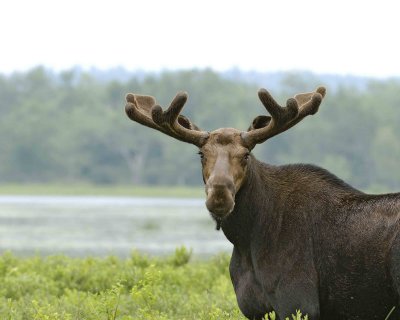 Moose, Bull-070308-River Pond, Golden Road, ME-#0352.jpg