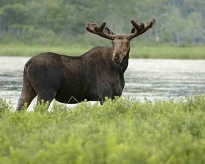 Moose, Bull-070308-River Pond, Golden Road, ME-#0399.jpg