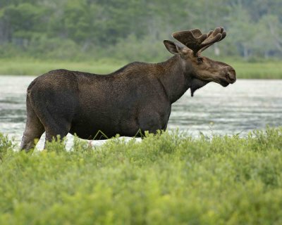 Moose, Bull-070308-River Pond, Golden Road, ME-#0409.jpg