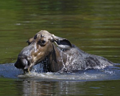 Moose, Cow, water feeding-070408-Sandy Stream Pond, Baxter State Park, ME-#0035.jpg