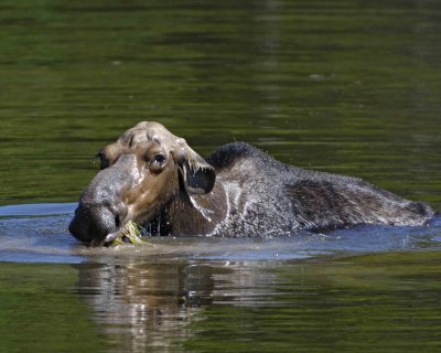 Moose, Cow, water feeding-070408-Sandy Stream Pond, Baxter State Park, ME-#0048.jpg