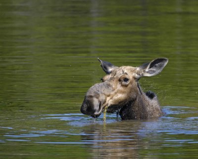 Moose, Cow, water feeding-070408-Sandy Stream Pond, Baxter State Park, ME-#0088.jpg