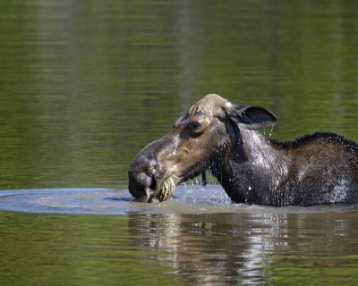 Moose, Cow, water feeding-070408-Sandy Stream Pond, Baxter State Park, ME-#0111.jpg