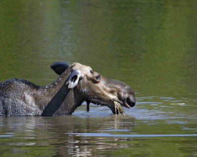 Moose, Cow, water feeding-070408-Sandy Stream Pond, Baxter State Park, ME-#0135.jpg