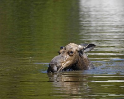 Moose, Cow, water feeding-070408-Sandy Stream Pond, Baxter State Park, ME-#0154.jpg
