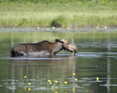 Moose, Cow, water feeding-070608-Compass Pond, Golden Road, ME-#0038.jpg