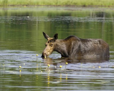 Moose, Cow, water feeding-070608-Compass Pond, Golden Road, ME-#0178.jpg
