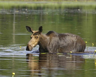 Moose, Cow, water feeding-070608-Compass Pond, Golden Road, ME-#0180.jpg