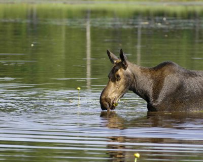 Moose, Cow, water feeding-070608-Compass Pond, Golden Road, ME-#0184.jpg