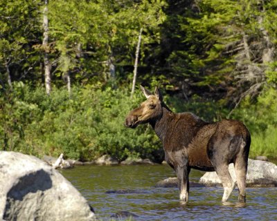 Moose, Cow-070408-Sandy Stream Pond, Baxter State Park, ME-#0242.jpg