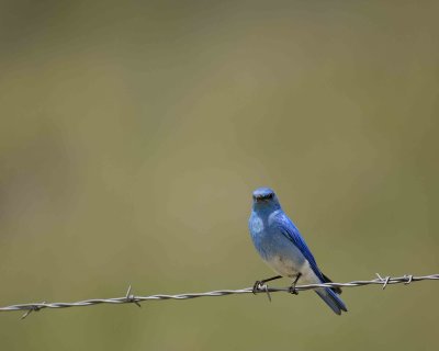 Bluebird, Mountain, Male-060808-Castlewood Canyon Road, Franktown, CO-#0009.jpg