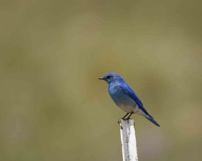 Bluebird, Mountain, Male-060808-Castlewood Canyon Road, Franktown, CO-#0017.jpg