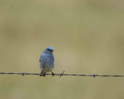 Bluebird, Mountain, Male-060808-Castlewood Canyon Road, Franktown, CO-#0049.jpg