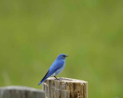Bluebird, Mountain, Male-060808-Castlewood Canyon Road, Franktown, CO-#0099.jpg