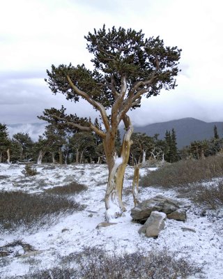 Bristlecone Pine-060808-Mt Goliath, Mt Evans Scenic Byway, CO-#0295.jpg