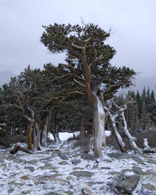 Bristlecone Pine-060808-Mt Goliath, Mt Evans Scenic Byway, CO-#0305.jpg