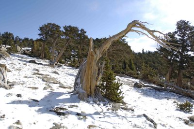 Bristlecone Pine-060808-Mt Goliath, Mt Evans Scenic Byway, CO-#0312.jpg