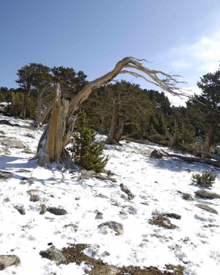 Bristlecone Pine-060808-Mt Goliath, Mt Evans Scenic Byway, CO-#0314.jpg