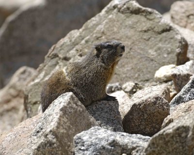 Marmot, Yellow Bellied-060708-Mt Evans Scenic Byway, CO-#0209.jpg