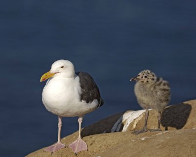 Gull, Western, Adult & Chick-062208-LaJolla, CA Cliffs-#0228.jpg