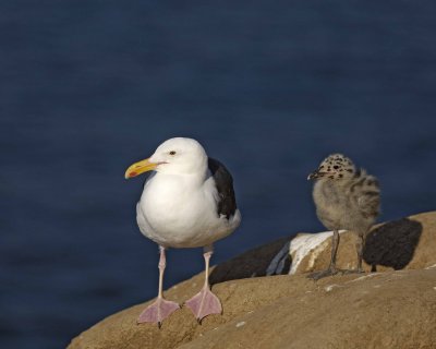 Gull, Western, Adult & Chick-062208-LaJolla, CA Cliffs-#0232.jpg