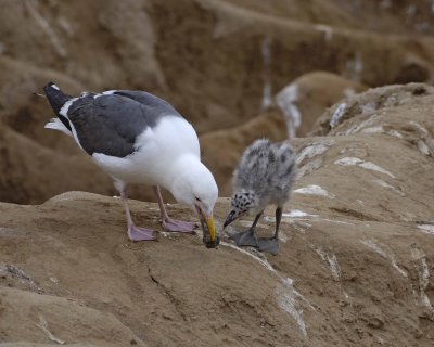 Gull, Western, Adult Regurgitating for Chick-062408-LaJolla, CA Cliffs-#0081.jpg