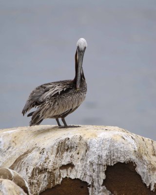 Pelican, Brown, Preening-062408-LaJolla, CA Cliffs-#0084.jpg
