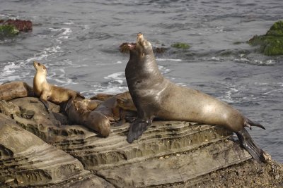 Sea Lion, California, Barking-062308-LaJolla, CA-#0427.jpg