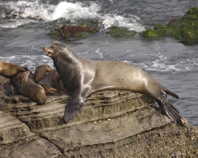 Sea Lion, California, Barking-062308-LaJolla, CA-#0430.jpg