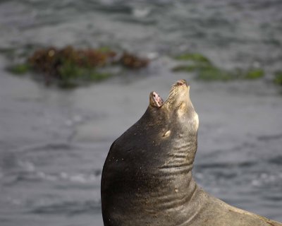 Sea Lion, California, Barking-062308-LaJolla, CA-#0495.jpg