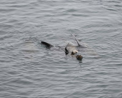 Sea Lion, California, in water-062308-LaJolla, CA-#0620.jpg