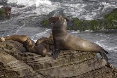 Sea Lion, California-062308-LaJolla, CA-#0389.jpg