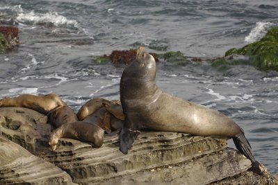 Sea Lion, California-062308-LaJolla, CA-#0400.jpg