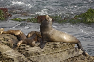 Sea Lion, California-062308-LaJolla, CA-#0402.jpg