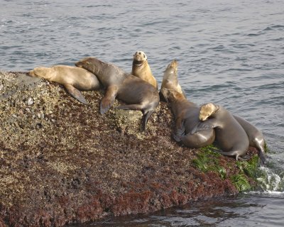 Sea Lion, California-062308-LaJolla, CA-#0417.jpg