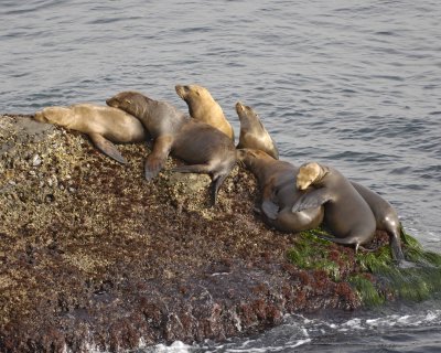 Sea Lion, California-062308-LaJolla, CA-#0419-.jpg