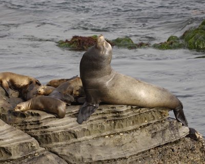 Sea Lion, California-062308-LaJolla, CA-#0424.jpg