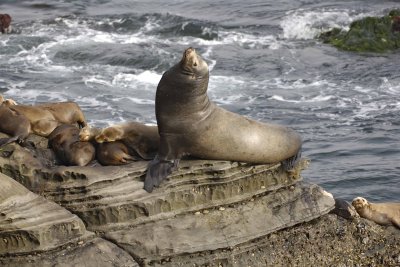 Sea Lion, California-062308-LaJolla, CA-#0457.jpg