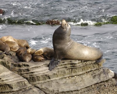 Sea Lion, California-062308-LaJolla, CA-#0459.jpg