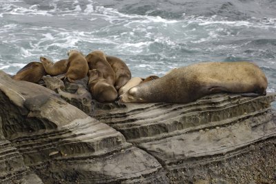 Sea Lion, California-062308-LaJolla, CA-#0588.jpg