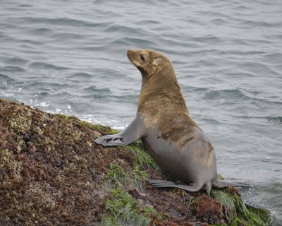 Sea Lion, California-062308-LaJolla, CA-#0616.jpg