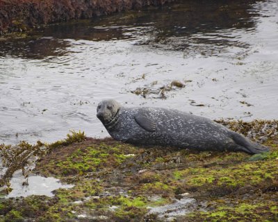 Seal, Harbor-062308-LaJolla, CA-#0131.jpg