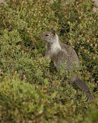 Squirrel, California Ground-062308-LaJolla, CA-#0290.jpg