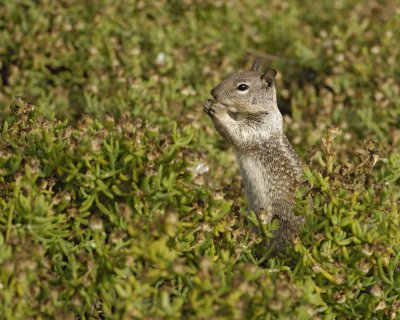 Squirrel, California Ground-062308-LaJolla, CA-#0312.jpg
