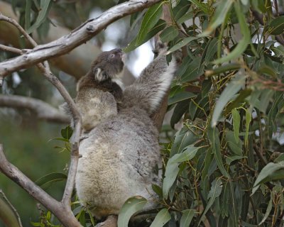 Koala, Female w Joey, both eating leaves-123008-Hanson Bay Sanctuary, Kangaroo Island, South Australia-#0876.jpg