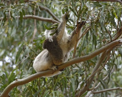 Koala, Female w Joey, eating leaves-123008-Hanson Bay Sanctuary, Kangaroo Island, South Australia-#0640.jpg
