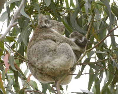 Koala, Female w Joey, eating leaves-123108-Hanson Bay Sanctuary, Kanagaroo Island, South Australia-#0648.jpg