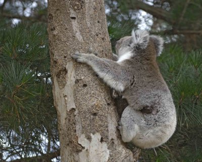 Koala, Female w Joey-123008-Hanson Bay Sanctuary, Kangaroo Island, South Australia-#0979.jpg