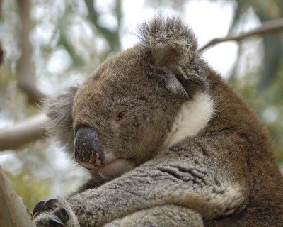 Koala-123008-Hanson Bay Sanctuary, Kangaroo Island, South Australia-#0577.jpg