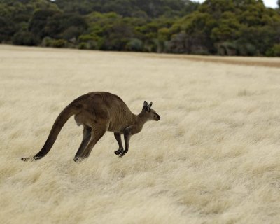 Kangaroo, Hopping away-010109-Hanson Bay Sanctuary, Kanagaroo Island, South Australia-#0020.jpg